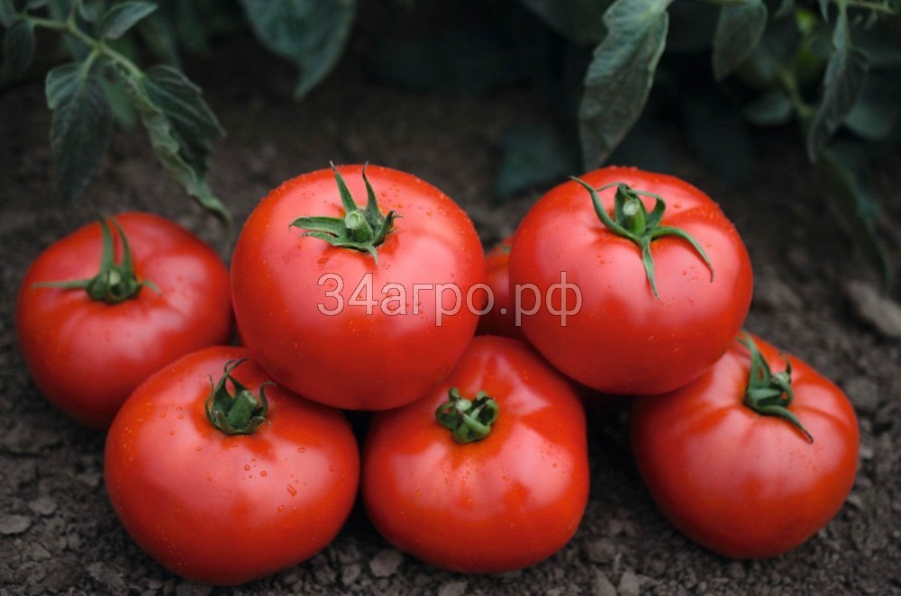 Особенности выращивания помидоров Волверин, посадка и уход